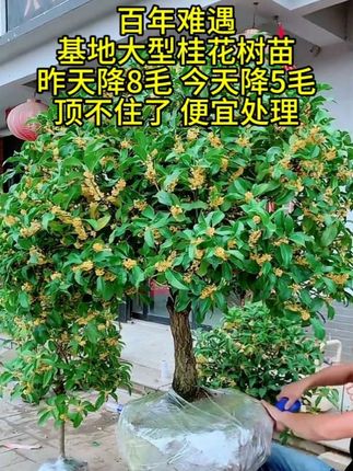 大型桂花树苗原生金桂庭院别墅地载盆栽浓香型植物耐寒四季桂绿化#桂花树苗 #盆栽 #种植小技巧