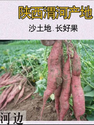 #陕西板栗红薯 #软糯香甜 #红薯 #板栗红薯 #三农流量扶持计划