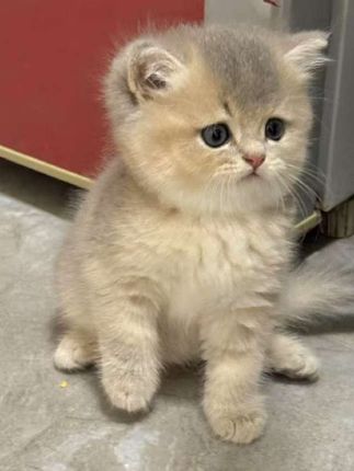这款膨润土猫砂,超强除臭,异味秒消失。低粉尘守护猫咪呼吸道健康。吸水迅速,结团紧实不松散,铲屎轻松不沾底,性价比超高,给毛孩子安排了没有!