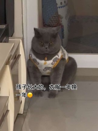 肚子快着地了#养猫的乐趣 #宠物vlog #猫的迷惑行为 #蓝猫蓝猫蓝猫 #像狗一样的猫