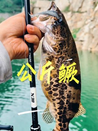 细微咬口、一击必中! 兄弟们路亚鳜鱼的爽点在哪里?#路亚鳜鱼 #公斤鳜 #吉渔x30 #德米克青霜 #路亚新手入门教程
