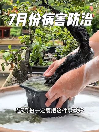 7月份不管多懒多忙,7月份叶要做好#病害防治 半个月喷一次#植物双效灵 让你的#金弹子 远离病害#养花小知识