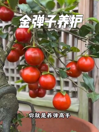 养#金弹子 记住这条口诀,你就是养弹高手,金弹子定期补酸才能长势旺盛,叶片干净油绿!#植物养护 #金弹子盆景养护方法 #硫酸亚铁