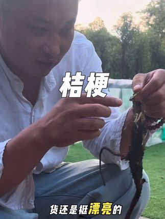 山货桔梗今年刚刚收到的