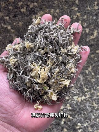 2025正宗蒙顶山甘露飘雪浓香回甘芽头肥 #茉莉飘雪#茉莉花茶 #花茶