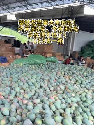 攀枝花凯特芒果大丰收啦!13.8就给发一箱#芒果#新鲜应季水果 #现摘现发新鲜到家 #攀枝花芒果