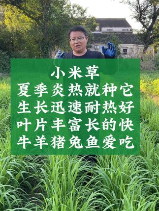 小米草种子雀叶稗种子耐热耐湿润牧草养鱼牛羊猪兔,叶片鲜嫩适口性好,高温天气长势迅速!#小米草##雀叶稗 #小米草种子#牧草养鱼#牧草养殖