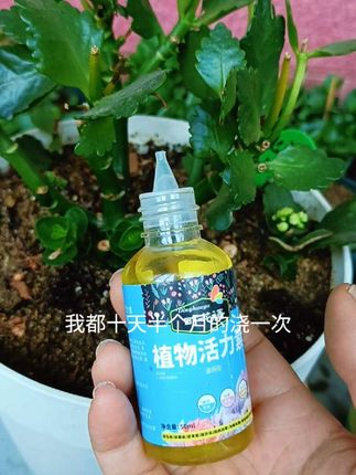 改善僵苗壮根生根促芽,婚礼冰激凌长寿花