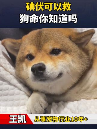 碘伏可以救狗命你知道吗 #狗狗 #新手养狗 #养狗经验分享 #科学养宠攻略 #狗是人类最忠诚的朋友
