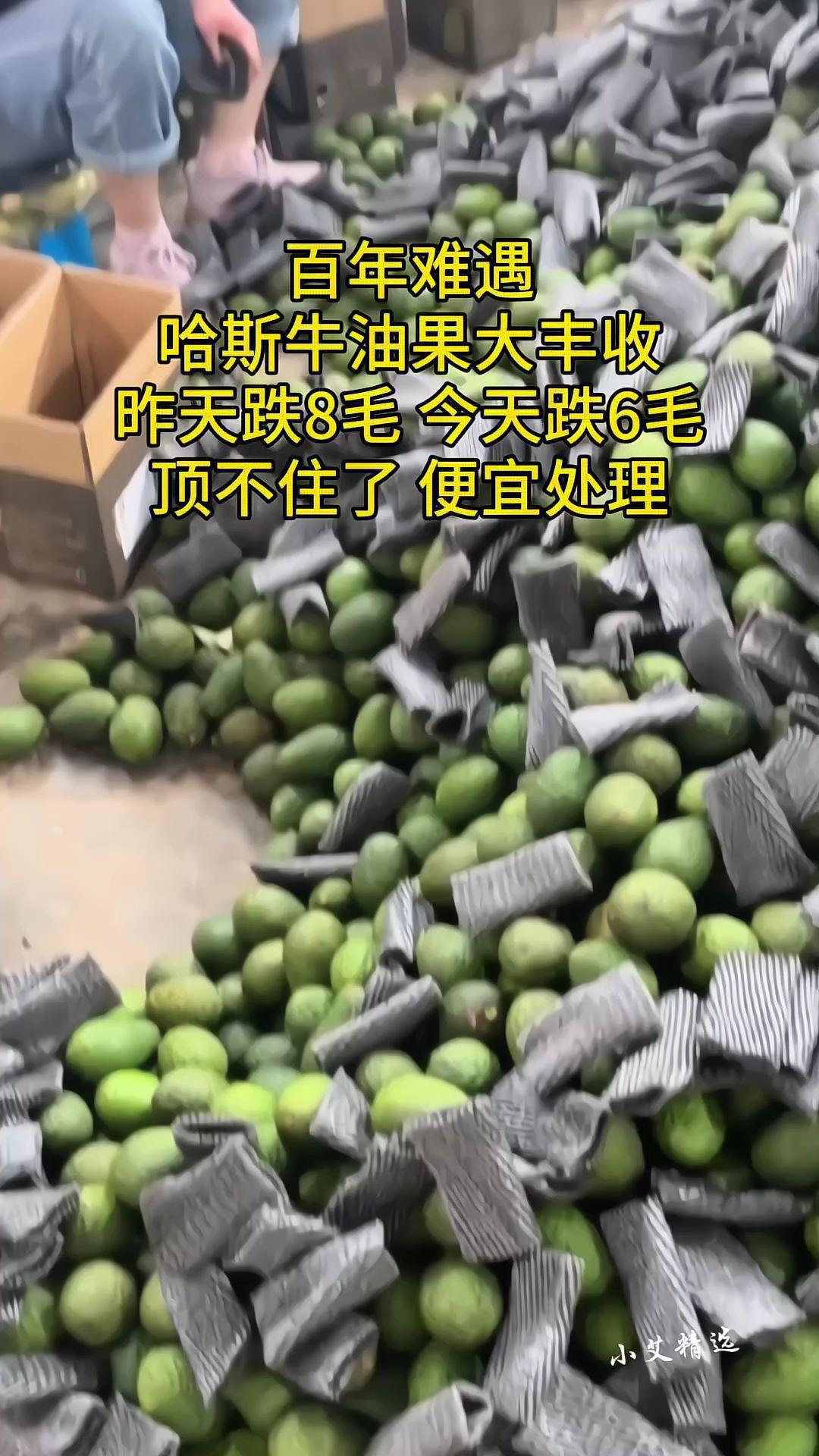 #哈斯牛油果 #口感非常好 #新鲜采摘 #优质农产品 #抖音助农
