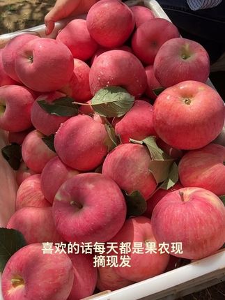 正当季的陕西洛川早熟红富士苹果,自然成熟带皮吃,果香味浓郁脆甜又多汁#优质农产品 #现摘现发