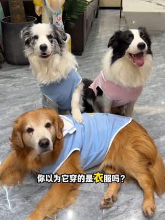 又洋气又保暖的海军衫,小气质一下子就上来了!#宠物衣服 #猫咪衣服 #狗狗衣服 #新手养狗 #养狗人