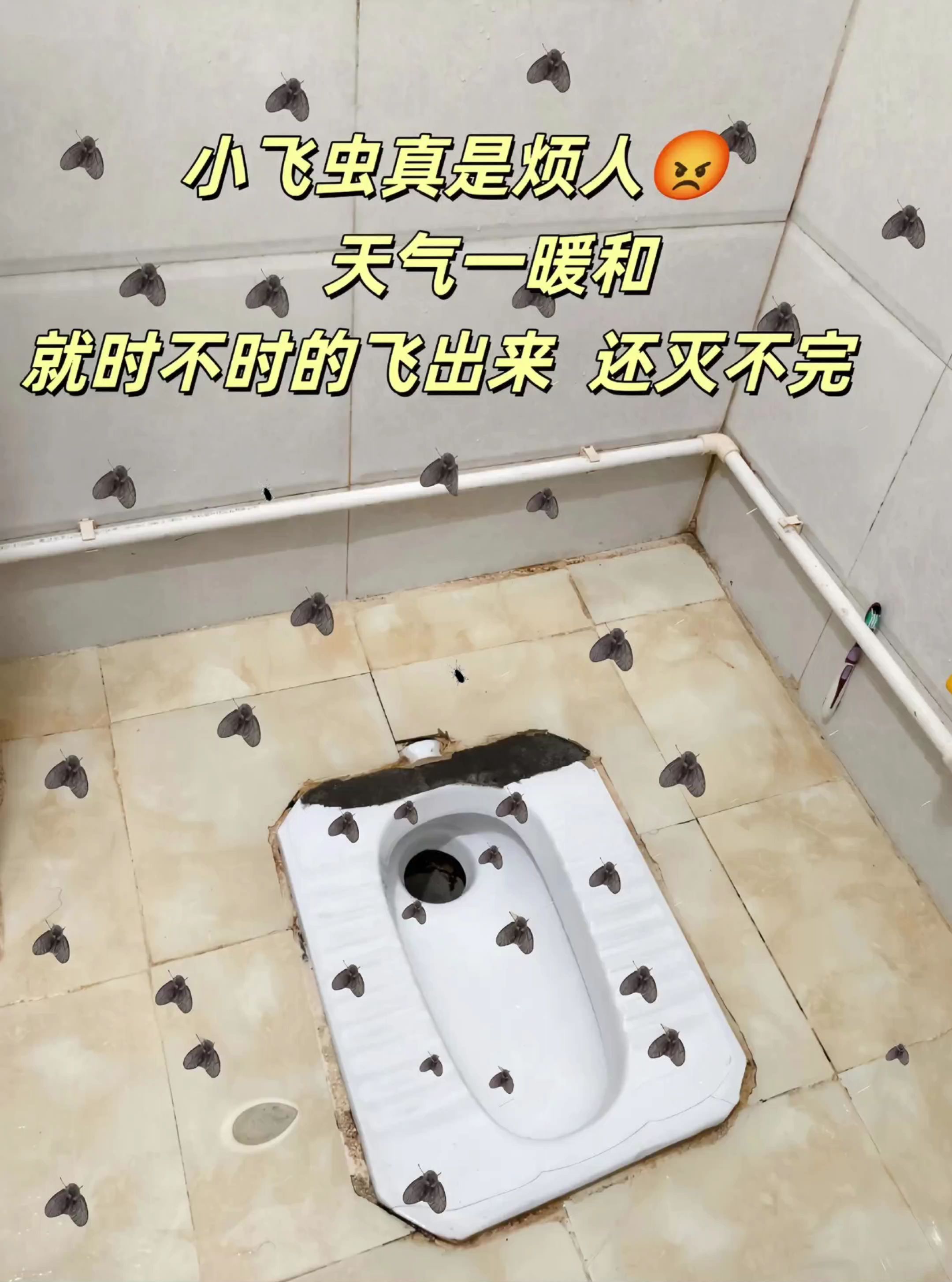 卫生间总被小飞虫烦扰!尤其是蛾蚋,飞来飞去,反复清理也难除根,其实下水道、地漏里藏着不少虫卵和幼虫。试试这几招:定期清洁地漏、瓷砖缝隙等潮湿死角,从根源减少虫卵;排水口装细密滤网,物理拦截成虫;喷点植物喷雾抑制成虫。简单几步,让卫生间告别小飞虫,保持清爽洁净。#卫生间必备好物 #超实用 #杀飞虫小妙招 #杀虫#下水道杀虫剂