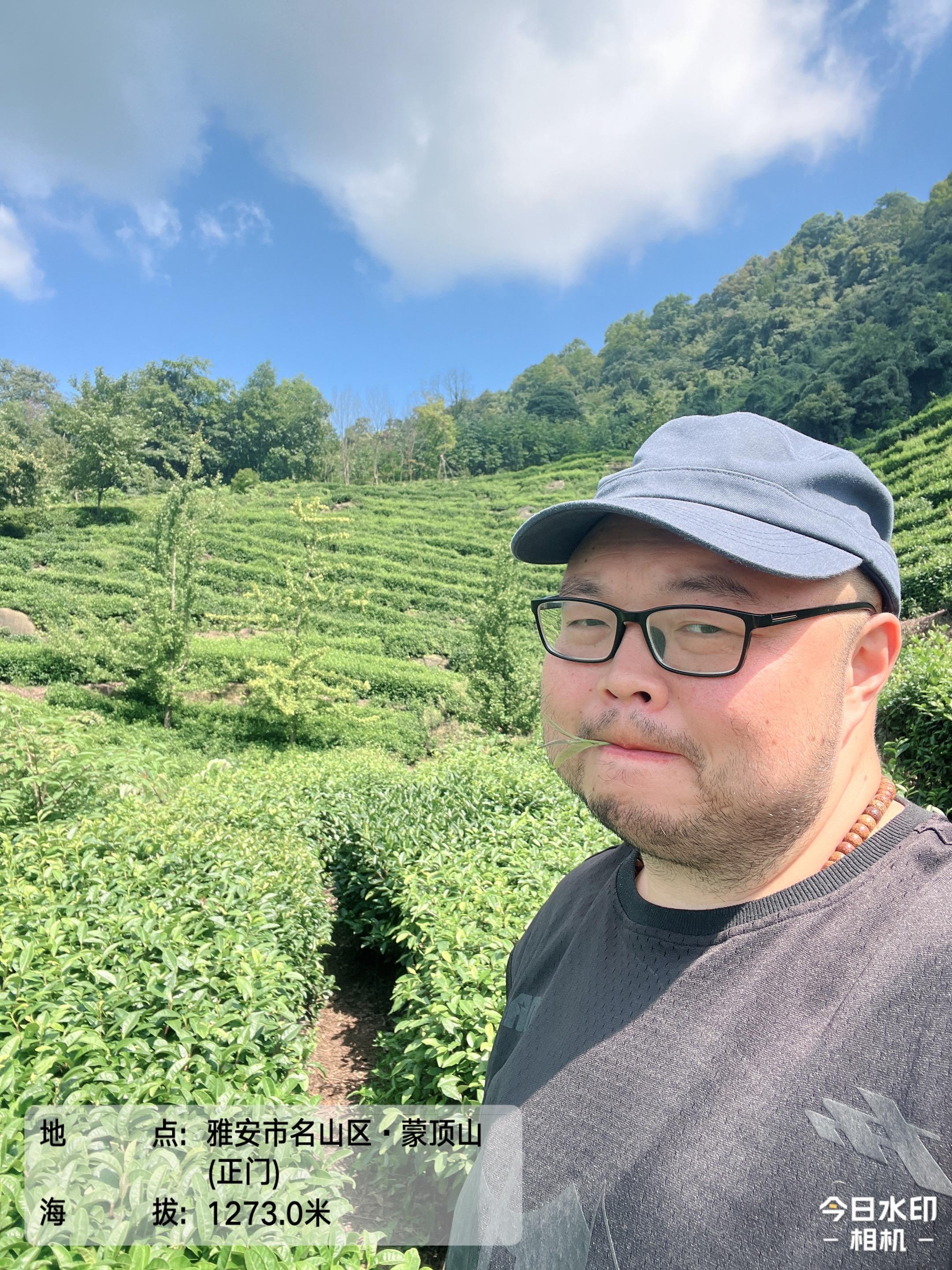 海拔1273米,核心产区高山茶!#蒙顶山茶 #茉莉花茶 #健康好茶 #高山绿茶 #口粮茶