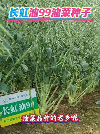 长虹有99。油菜种子,科研结晶,适应全国多地,低芥酸,榨油吃更健康,农户们信赖之选#油菜种子#油菜种子#优质农产品 #油菜籽#油菜高产@DOU+小助手