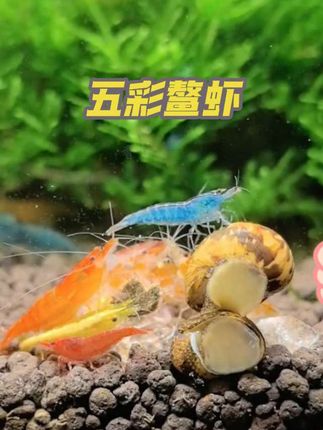 【彩虹鲨鱼|鱼缸里的活力彩虹】 身披渐变蓝紫鳞,游起来像道流动彩虹! 好养耐活不挑食,混养不欺鱼,新手也能养出好状态 #五彩鳌虾 #观赏虾繁殖 #五彩虾 #新手养鱼避坑 #养鱼的快乐