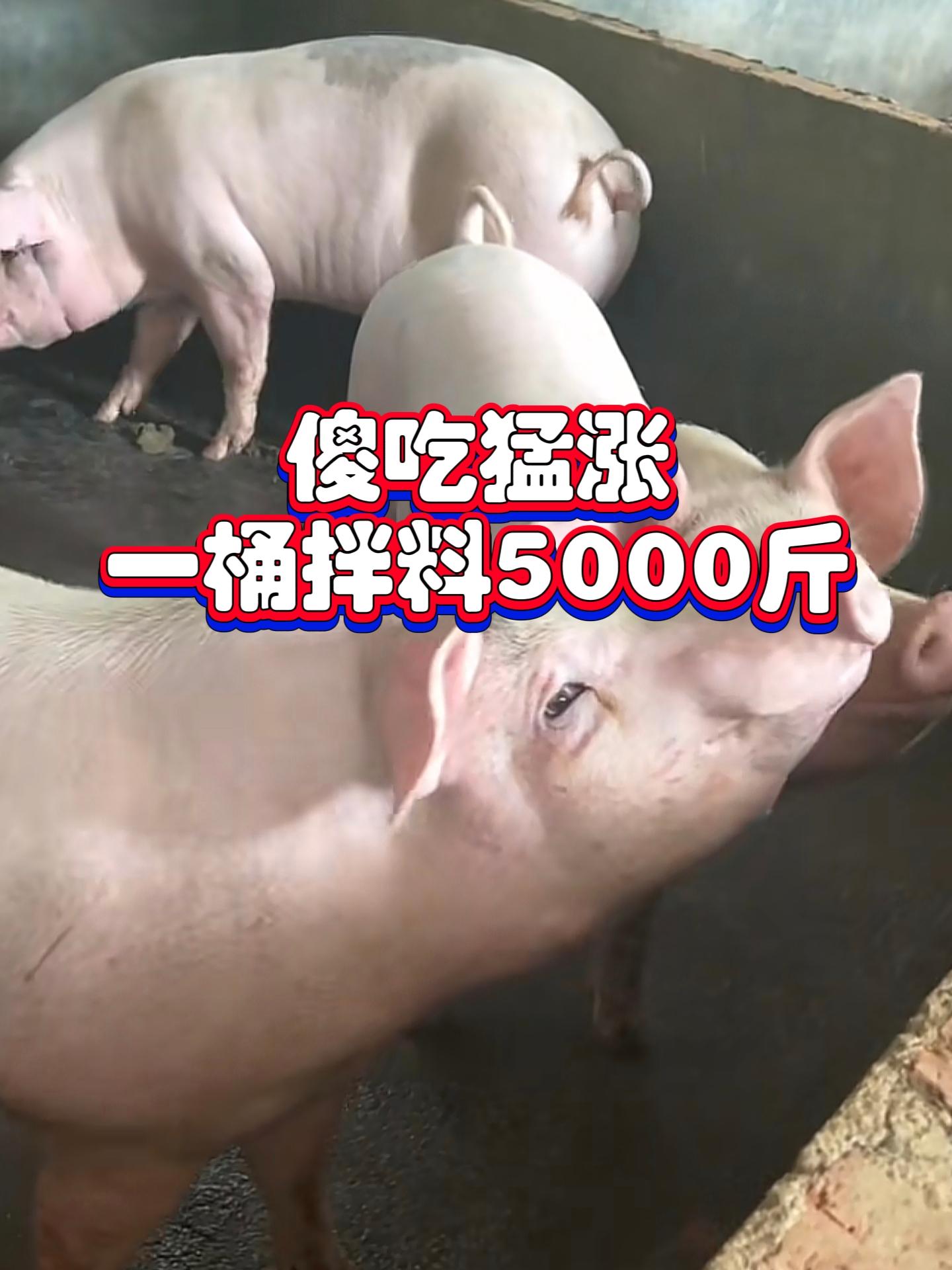#养猪人 #养猪技术 #养猪人加油干 #养猪人不容易 #所有养猪人
