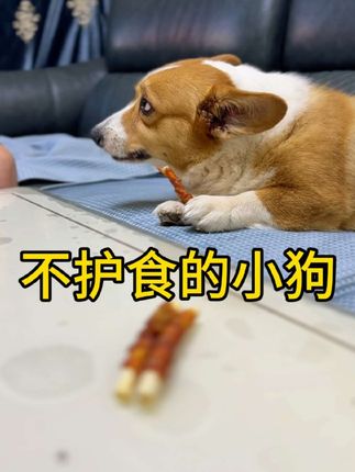 一只可爱友善的小狗,是不会护食的,随便从它嘴里抢,也不会伤害任何人#狗 #柯基 #狗是人类最忠诚的朋友