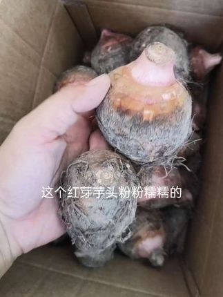 收到货的老铁们,芋头是储存周期不长的,如果吃不完的,削干净放在冰箱那里急冻,或者把它晒干,不然很容易烂掉的哟 #红芽芋头 #芋头储存方法