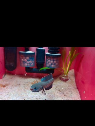 #养鱼日记 #雷龙鱼 #观赏鱼