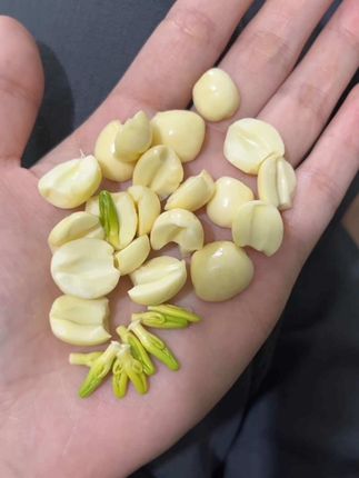 莲子! 【新鲜莲蓬】#上热门 新鲜莲子很脆很甜,静下心来剥一把吃夏季限定鲜莲蓬,切开莲子的心还能有点像哪吒!!很奇妙!!#莲蓬#莲子#新鲜莲蓬#莲子芯