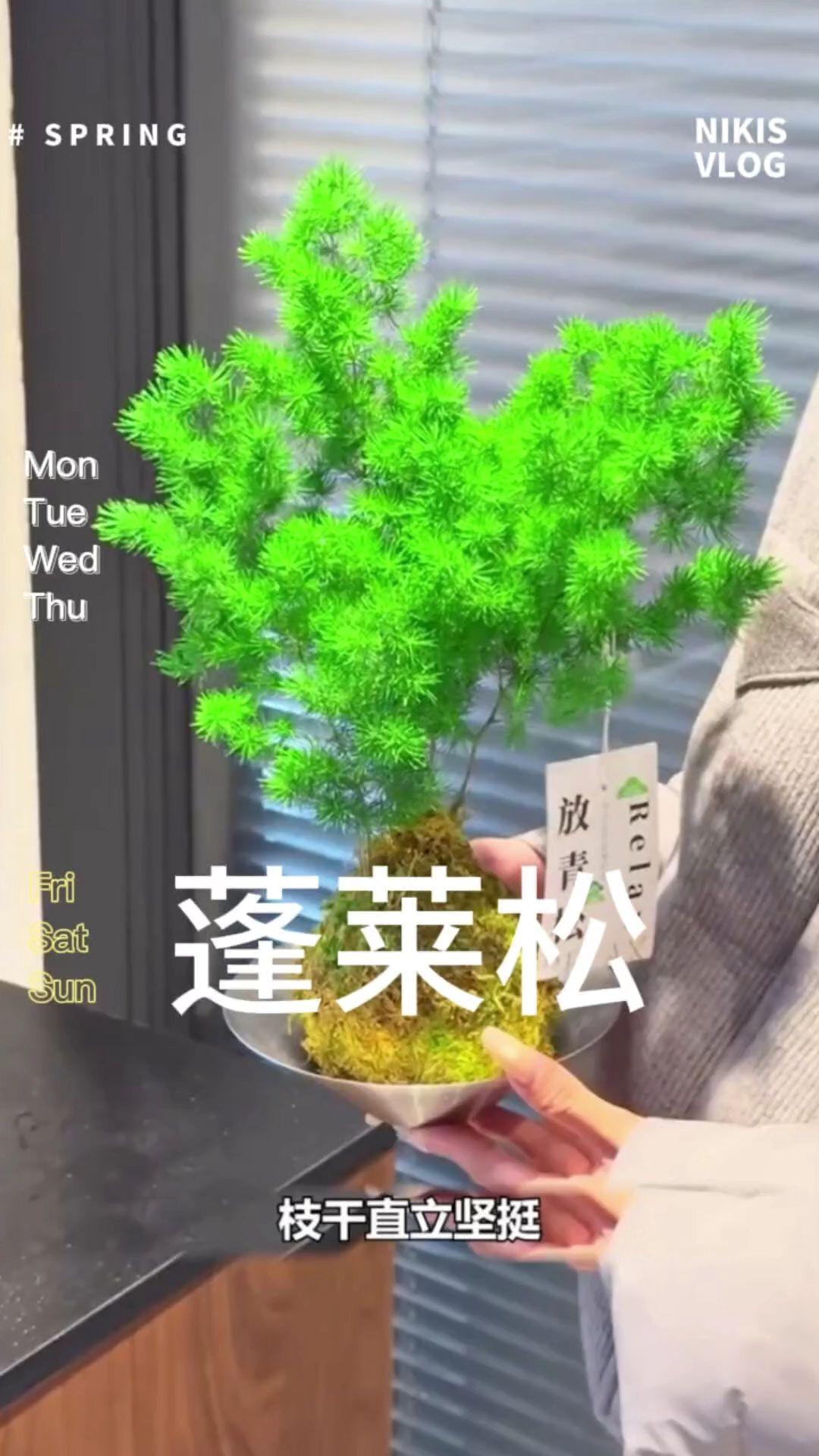 #蓬莱松 摆在家里禅意十足,一年四季常绿,关键是非常好养,有水就活#室内盆栽 #精品盆景 #花卉绿植