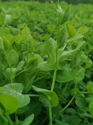 #创作灵感 豌豆尖种子四季种植无须豌豆苗培土培阳台盆栽龙须荷兰豆种籽蔬菜#豌豆尖种子 #蔬菜种子 #家庭种植 #好物推荐🔥