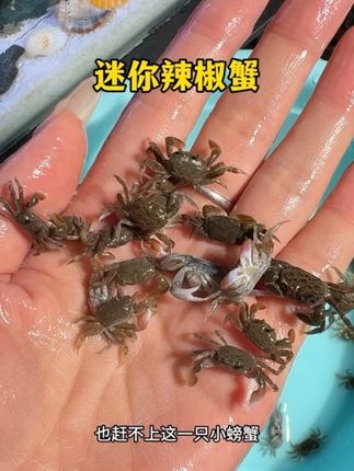 缸里住进三两只迷你辣椒蟹,小螯挥挥像跳圆舞曲,水底碎步踩出星点涟漪,连换水都成了看它们躲猫猫的快乐时刻~#迷你辣椒蟹#养鱼日记#轻松养鱼#好物推荐🔥 #鱼缸里的大自然 @抖加🔥上热门🔥dou+🔥热点宝