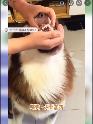 喂狗一片荟清清,体内外寄生虫全不见#养狗经验分享 #养狗人 #宠物萌宠 #科学养宠攻略 #狗狗@DOU+小助手