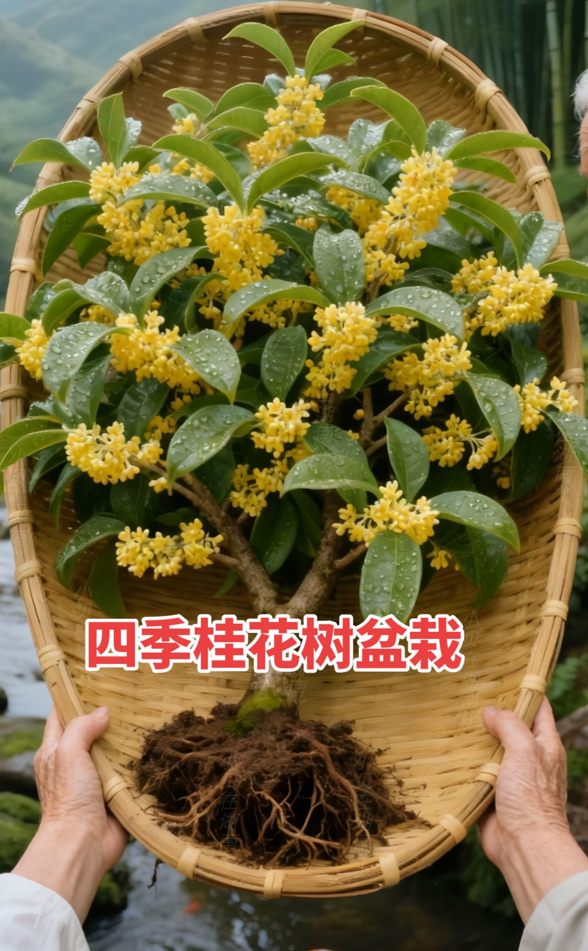 中秋节你回家吗?家里桂花树开花了 。每一朵小黄花都散发着迷人的香气,仿佛置身山间田野。根系扎实,生命力满满,无论是阳台还是庭院,它都能成为最亮眼的风景。蝴蝶都被吸引过来,为这幅自然画卷增添几分灵动。 喜欢绿植的你,绝对不能错过这款四季桂花!它不仅好看还好养,简直是植物新手的福音。快给你的家添一抹自然的气息吧 #桂花树盆景造型 #花卉绿植 #家庭养花 #四季桂花树 #家庭养花品种推荐