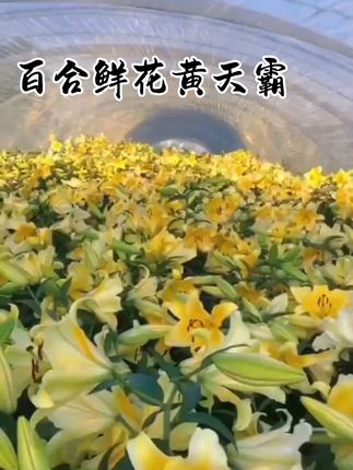 #黄天霸百合 花友们,黄天霸百合鲜花来啦#爱生活爱养花 #百合花 #黄天霸香水百合 #鲜花点亮生活