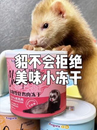 小貂可以吃的零食,训练好帮手 #安哥鲁雪貂 #萌宠 #科学养宠攻略 #宠物吃货