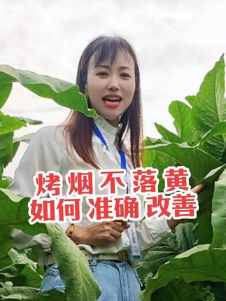#烤烟种植技术与管理#携手助农#专治憨烟黑爆烟专用黄老头 烤烟,不落黄,如何准确改善呢?