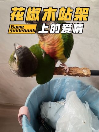 花椒木站架上的爱情#自媒体新人 #萌宠 #鹦鹉