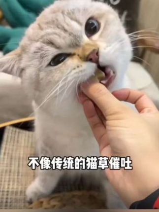 #云杉排毛冻干 优质#猫咪化毛猫草 化毛球鱼油化毛膏磨牙零食毛球克星