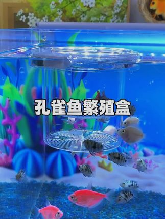 刷到就是缘分,鱼缸孔雀鱼繁殖盒#鱼缸繁殖盒 #孔雀鱼繁殖盒 #养鱼日记 #养鱼乐趣 #新手养鱼