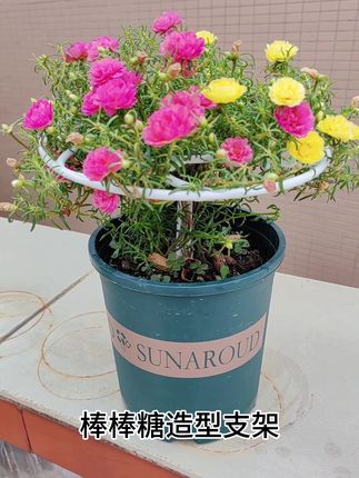 给太阳花做造型,防止徒长,开花更漂亮#棒棒糖支架 #太阳花造型支架 #太阳花棒棒糖造型架子 #太阳花棒棒糖造型支架 #太阳花棒棒糖造型