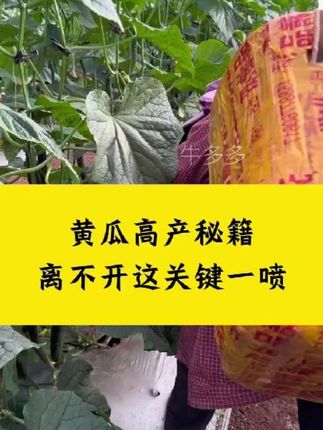 #黄瓜种植 #黄瓜高产 #牛多多叶面肥 #牛多多黄瓜种植