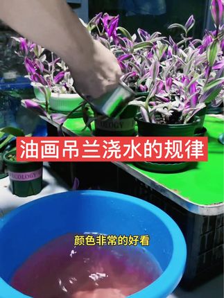 油画吊兰摸着叶子软了就是该浇水了,浇水每次放点肥料,少放肥料做到薄肥勤施,用易花易草1号2号交替使用,油画长势好颜色鲜亮。浇水别按天数,摸叶子最稳妥。 #养花小技巧 #种植小技巧 #分享养花经验 #油画婚礼吊兰 #爱生活爱养花 @天涯芳草