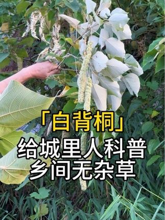 白背桐 它有很多别名,你们那又叫它什么呢?叶子背面白色,果序是它最引人注目的部分#植物科普