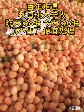 秋白桃口感软软糯糯的,非常适合老人小孩吃!#新鲜应季水果#优质农产品#超便宜超划算@上热门🔥🔥🔥