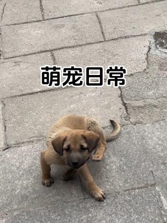 灰太狼和他那不靠谱的表哥,主打一个差生文具多🐺
#真实生活分享计划 #是表哥吗 #精神小狗
#土狗 #家有中华田园犬