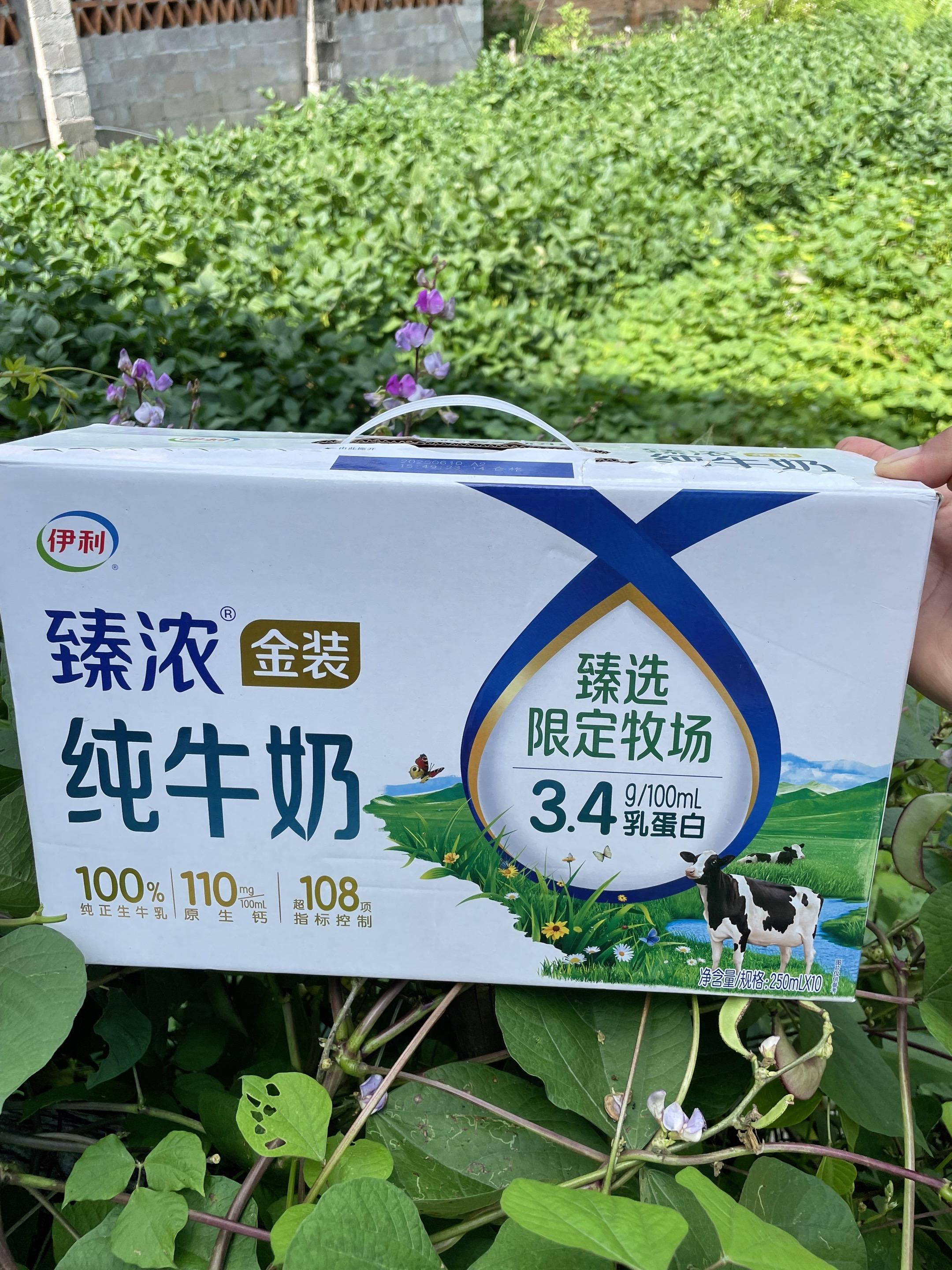 伊利臻浓金装高钙牛奶 钙含量是普通牛奶的1.6倍,富含铁锌微量元素,维生素A、D可促进钙的吸收。 奶香浓郁,口感醇厚,真的好好喝!#伊利纯牛奶#超便宜超划算#大人小孩都爱喝#好喝不贵 #口感非常好