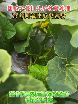 甜瓜子蔓打头后抽发孙蔓,孙蔓处理的好,座瓜更容易 #香瓜种植 #甜瓜种植 #三农 #抖音助农 #农业种植