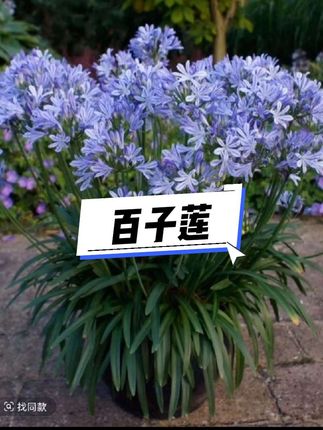 矮生百子莲日本品种月光之心蓝色花园多年生植物