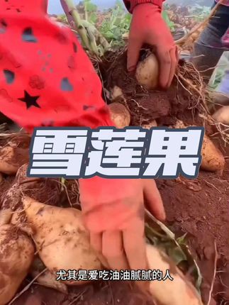 #雪莲果 #云南天山雪莲果 #当季水果#产地直发