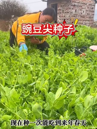 又脆又嫩的豌豆尖,大人小孩都爱吃 #豌豆尖