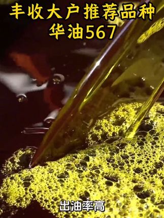 高产杂交橄榄型油菜品种#华油567优质油菜种子 #油菜种植#油菜高产 #优质农产品 @DOU+小助手