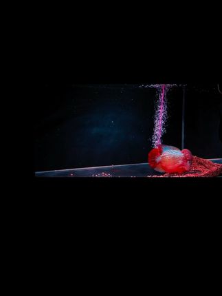 #养鱼养心 #养鱼日记 #养鱼日志 #养鱼经验分享 #罗汉鱼@DOU+小助手