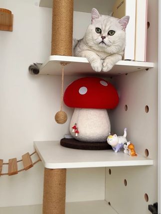 #灵宠智能喂食器 #宠物喂食器 #喂食器推荐 #猫咪吃粮 #养宠黑科技